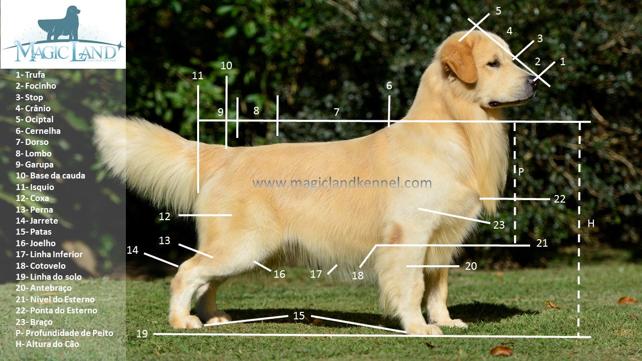 Padrao Da Raca Canil Golden Retriever Curitiba Magic Land Kennel